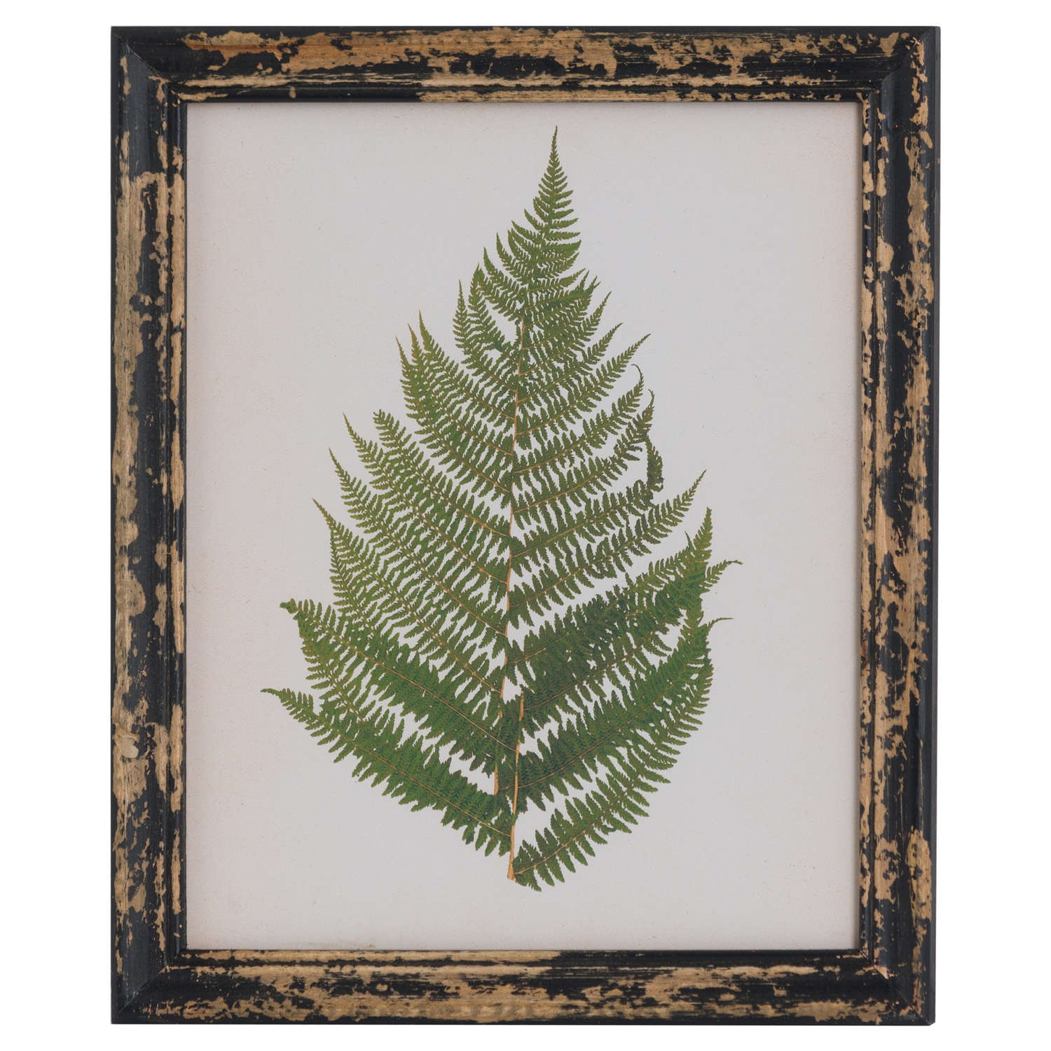 Rustic Framed Botanical Fern Picture