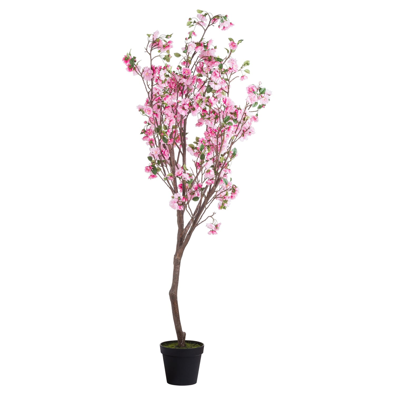 Large Cherry Blossom Tree