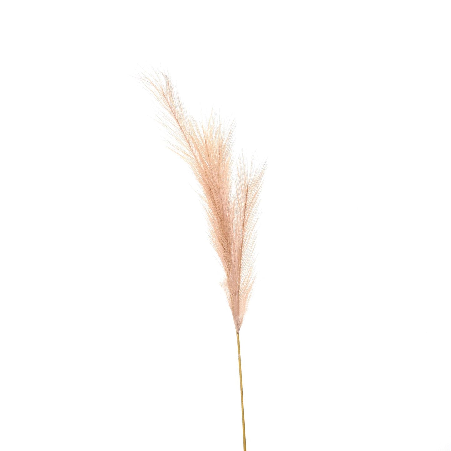 Faux-pampas-grass-stem