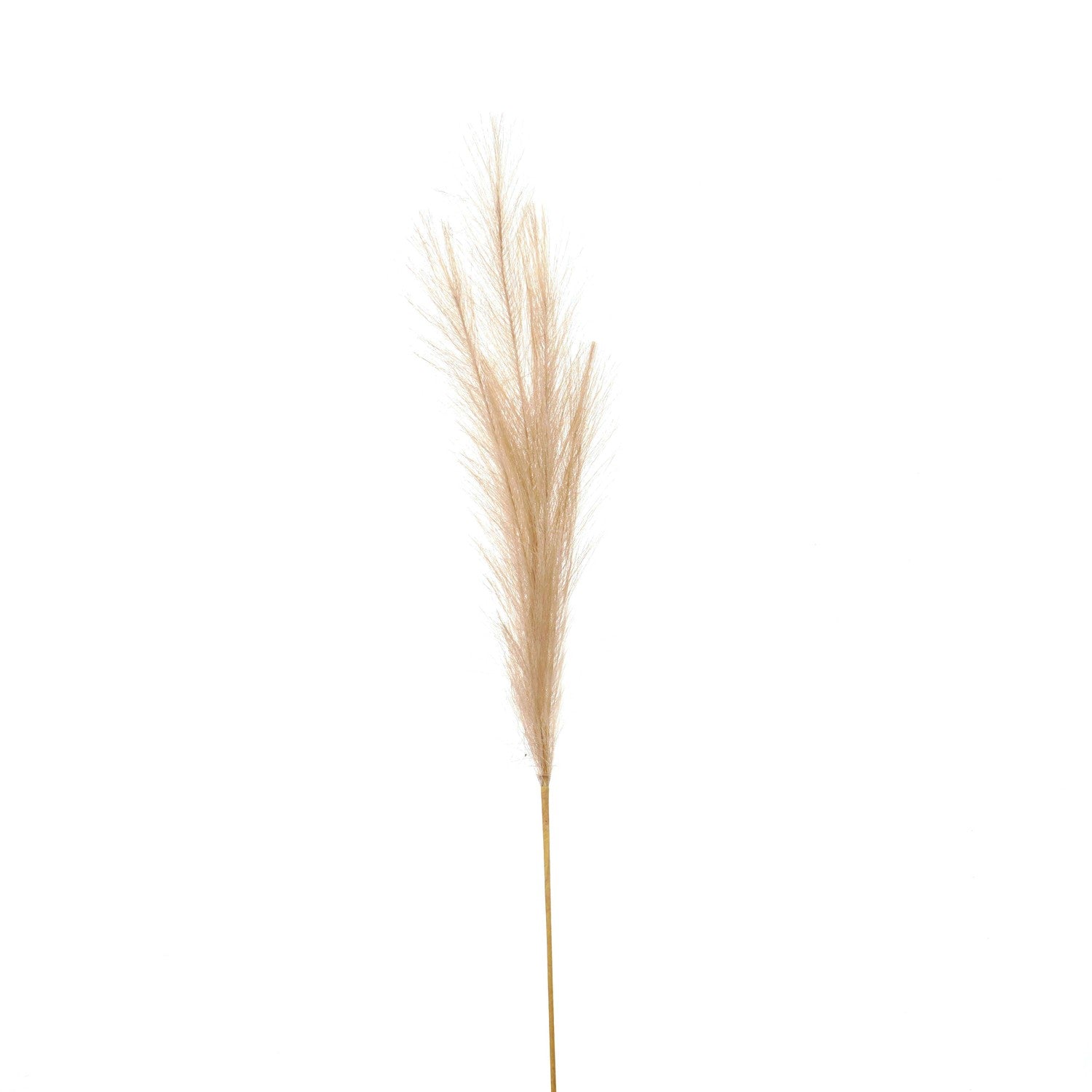 Bleached-faux-pampas-grass-stem